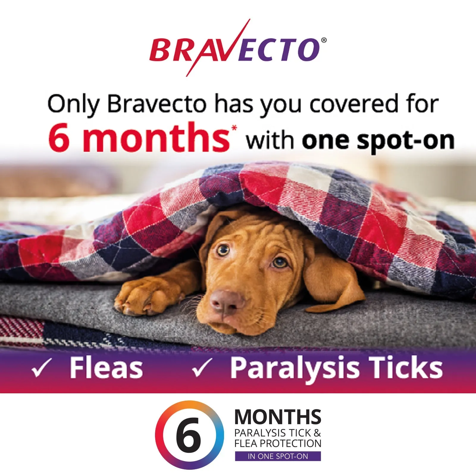 Bravecto Spot On For Dogs Green 10-20kg