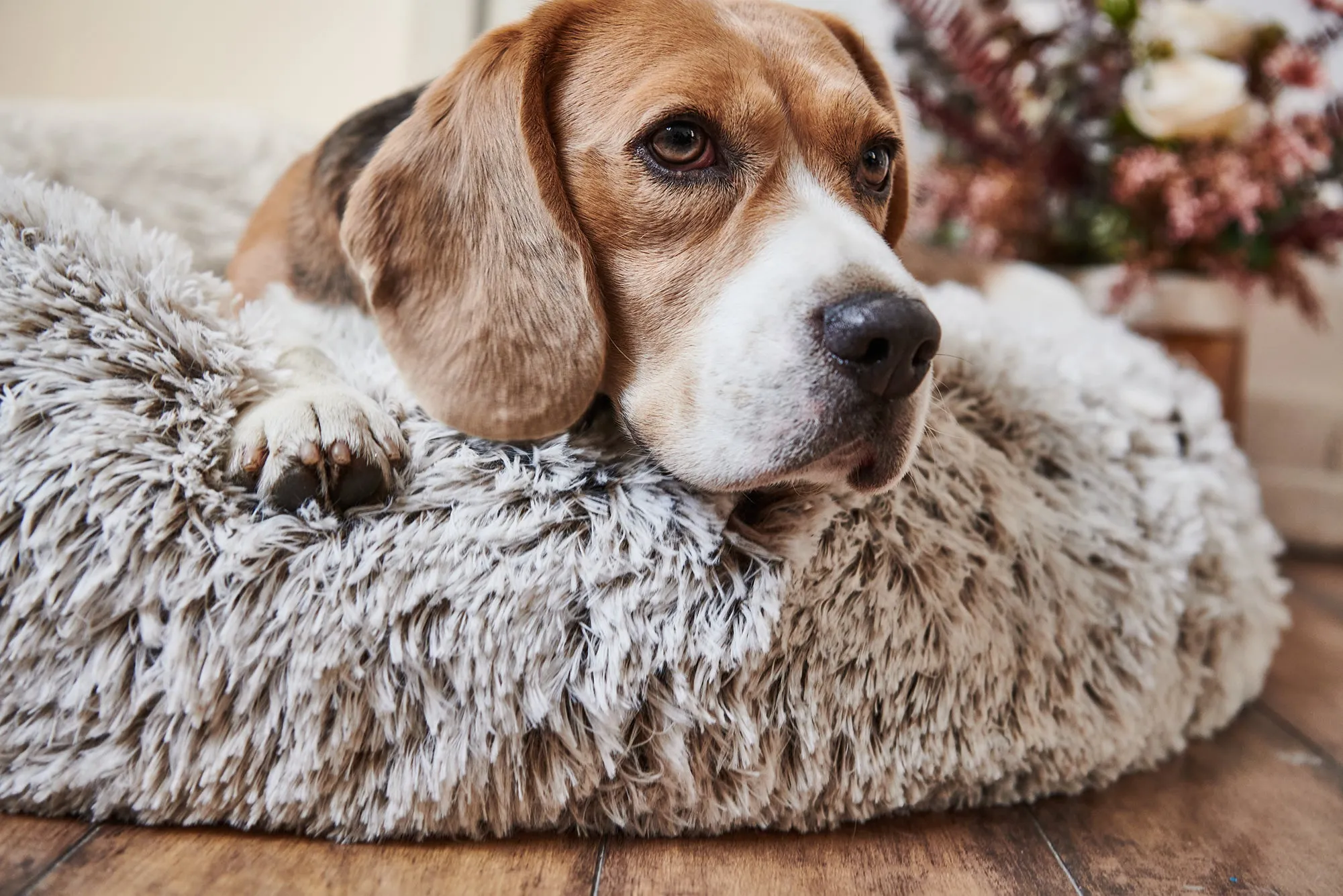Calming Donut Bed