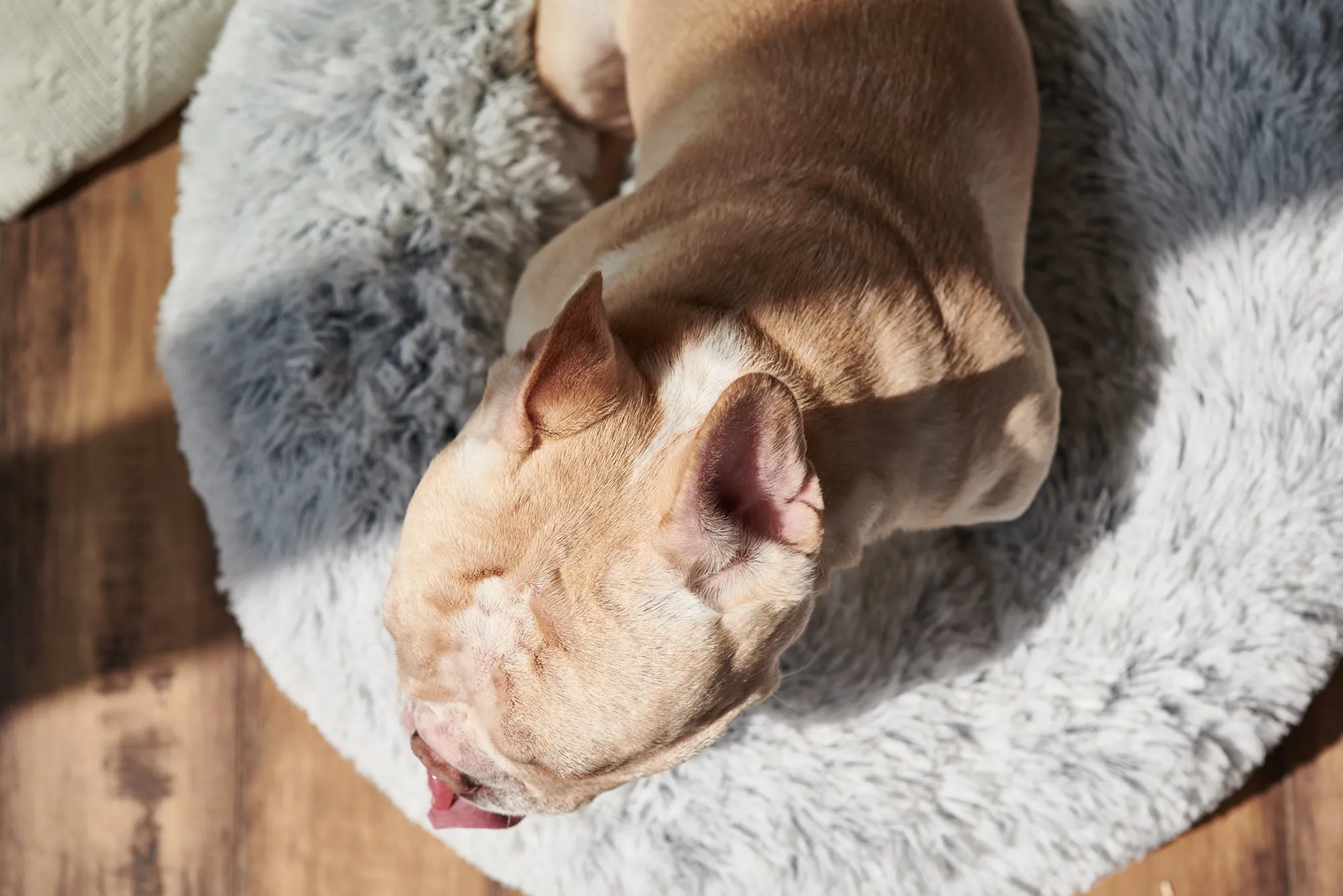 Calming Donut Bed