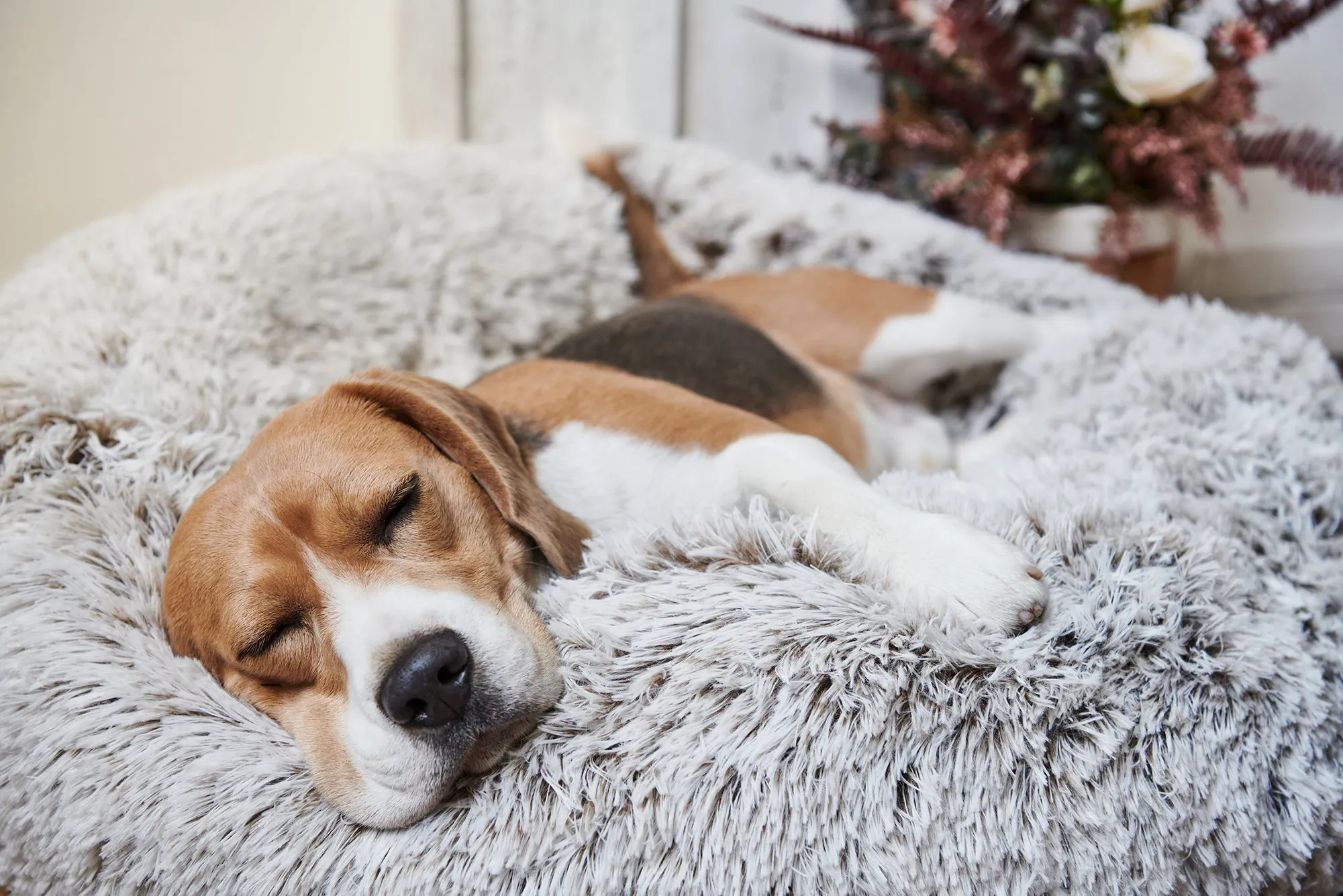 Calming Donut Bed