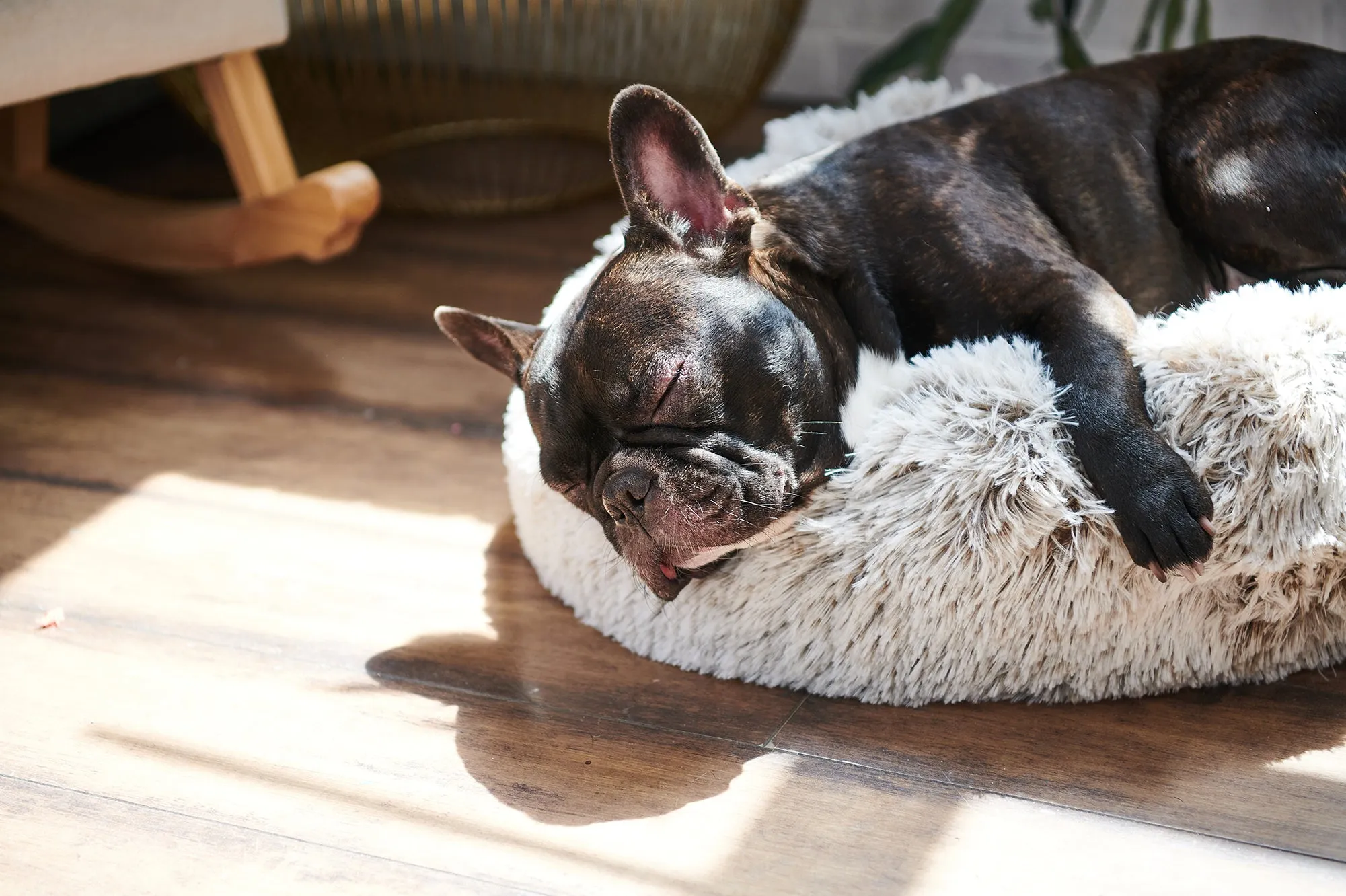 Calming Donut Bed