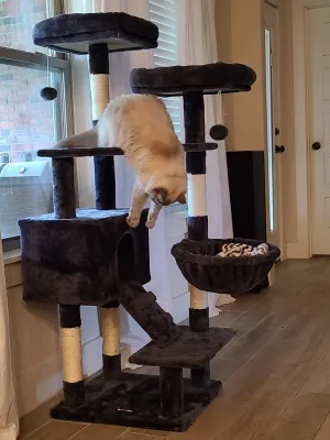 Cat Tree, Cat Tower for Indoor Cats, 55.9" Cat Condo with Scratching Posts