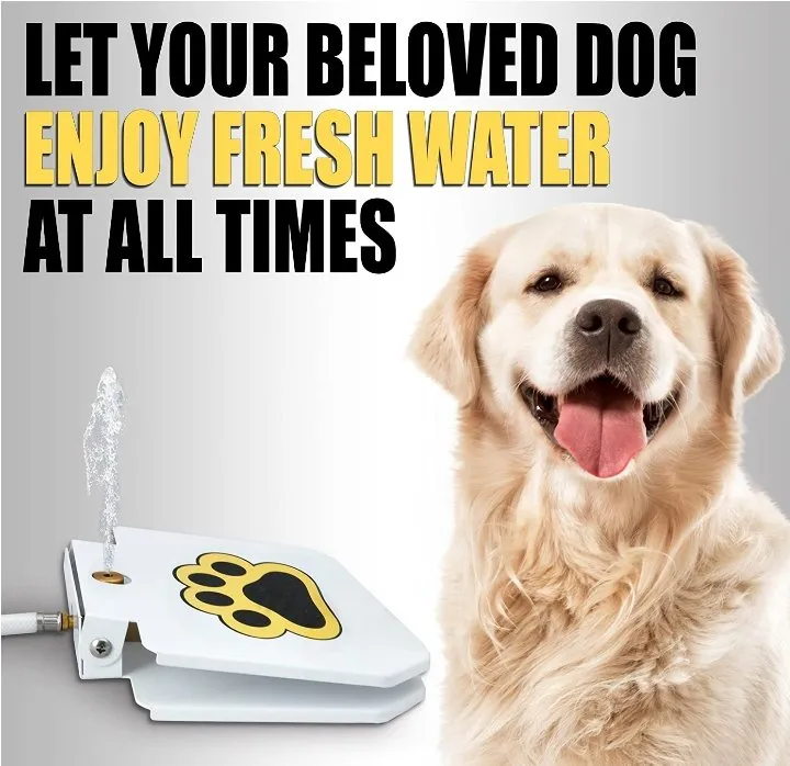 Dog Step On Water Fountain