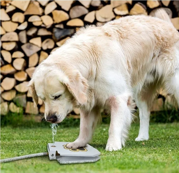 Dog Step On Water Fountain