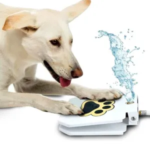 Dog Step On Water Fountain