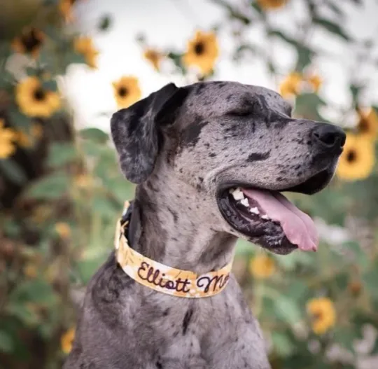 Personalized Dog Collar | Mustard Fall Floral Dog Collar | Duke & Fox®