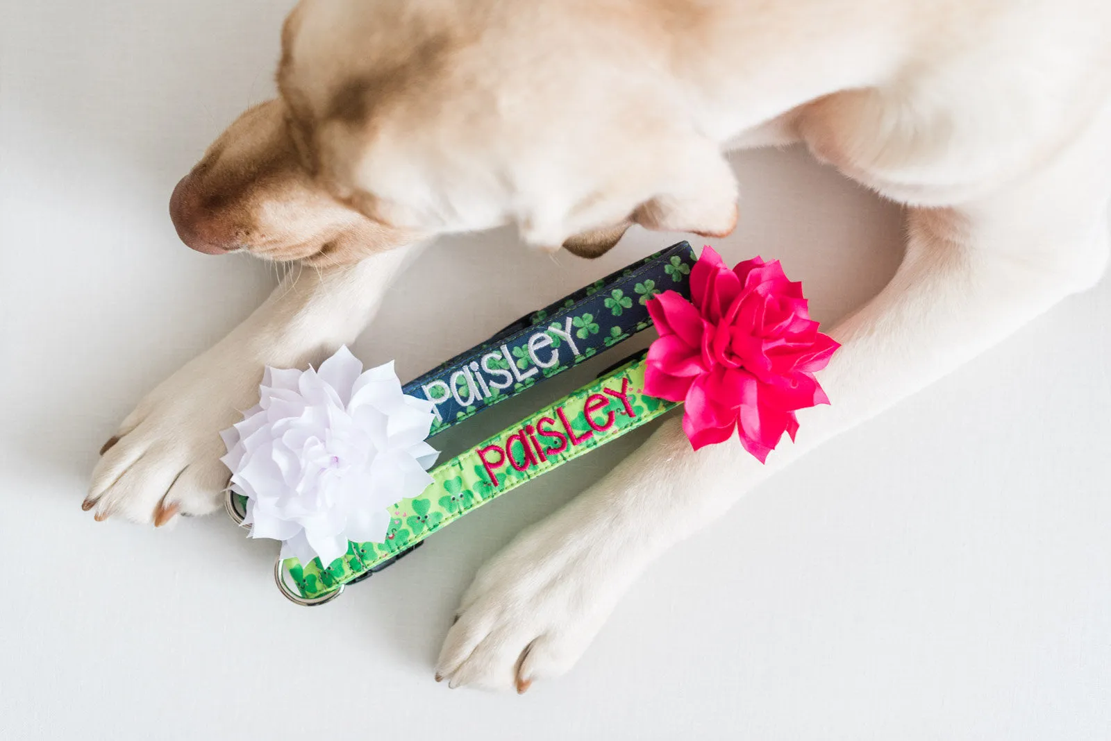 Personalized Dog Collar | Smiling Shamrock Dog Collar | Duke & Fox®