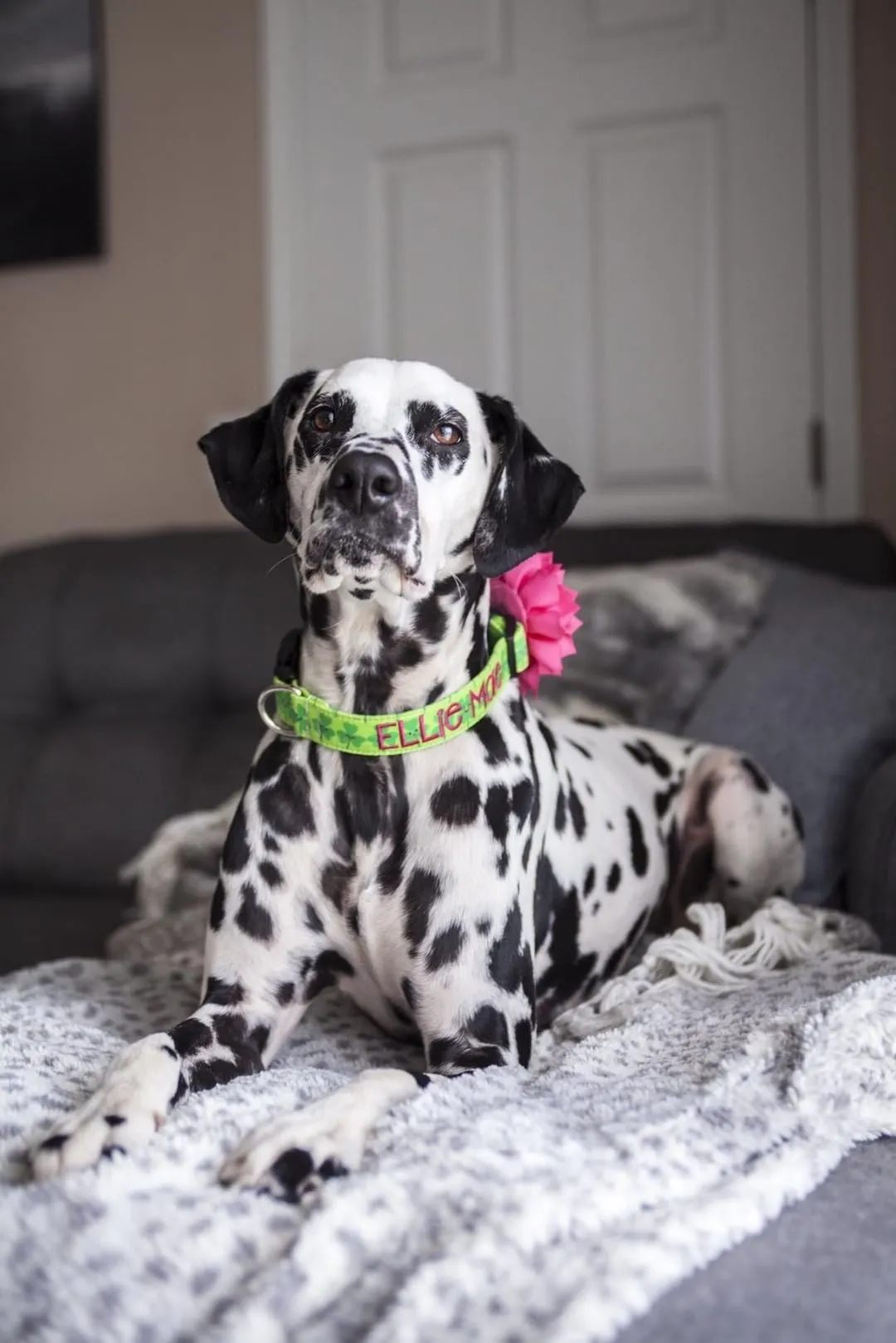 Personalized Dog Collar | Smiling Shamrock Dog Collar | Duke & Fox®