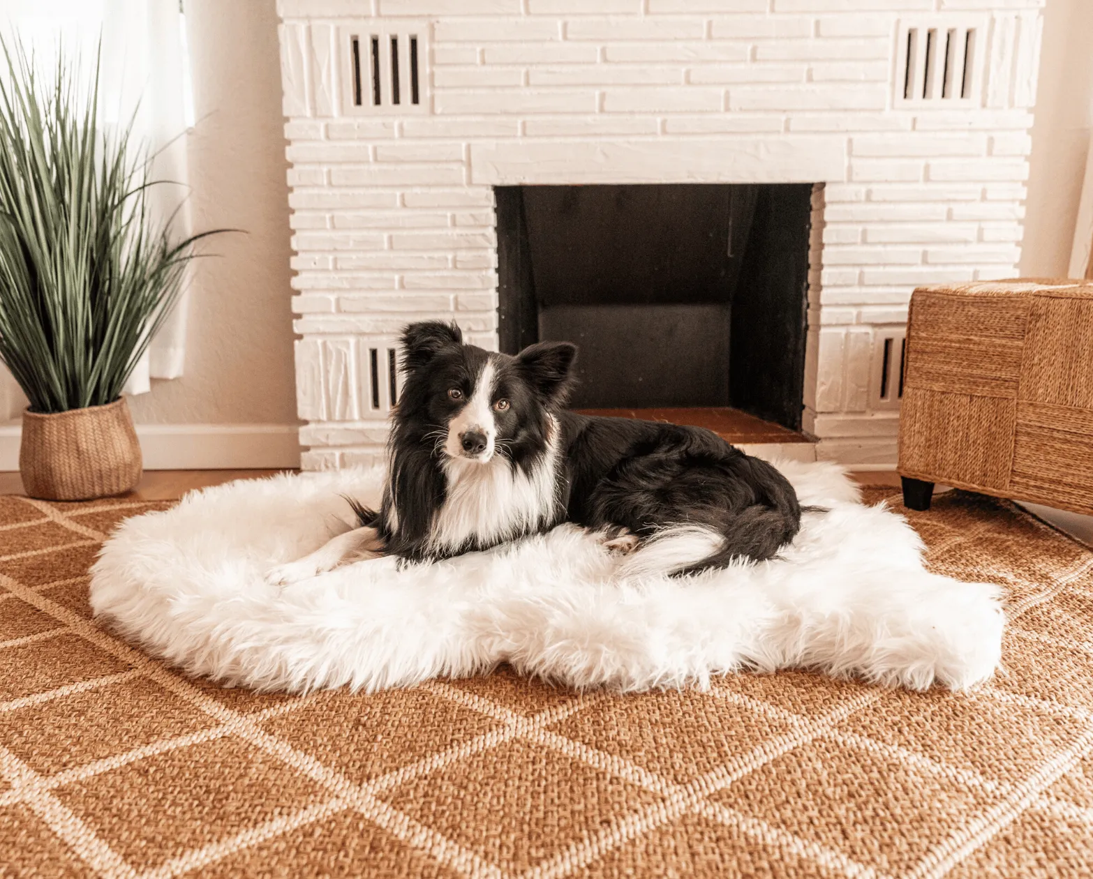 PupRug™ Orthopedic Bed   Matching Waterproof Blanket Bundle - Polar White