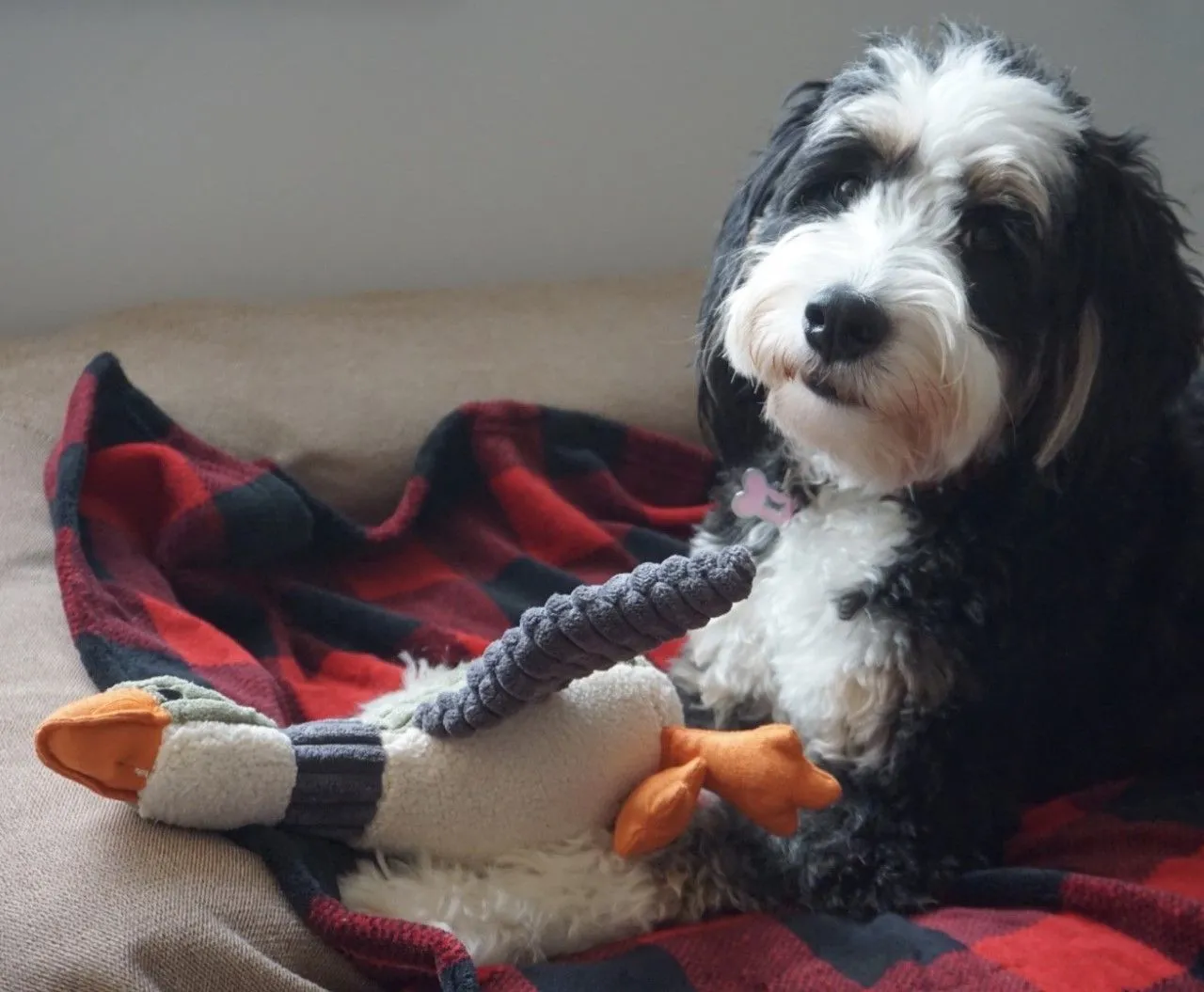 Tall Tails Dog Toy Plush Duck Squeaker