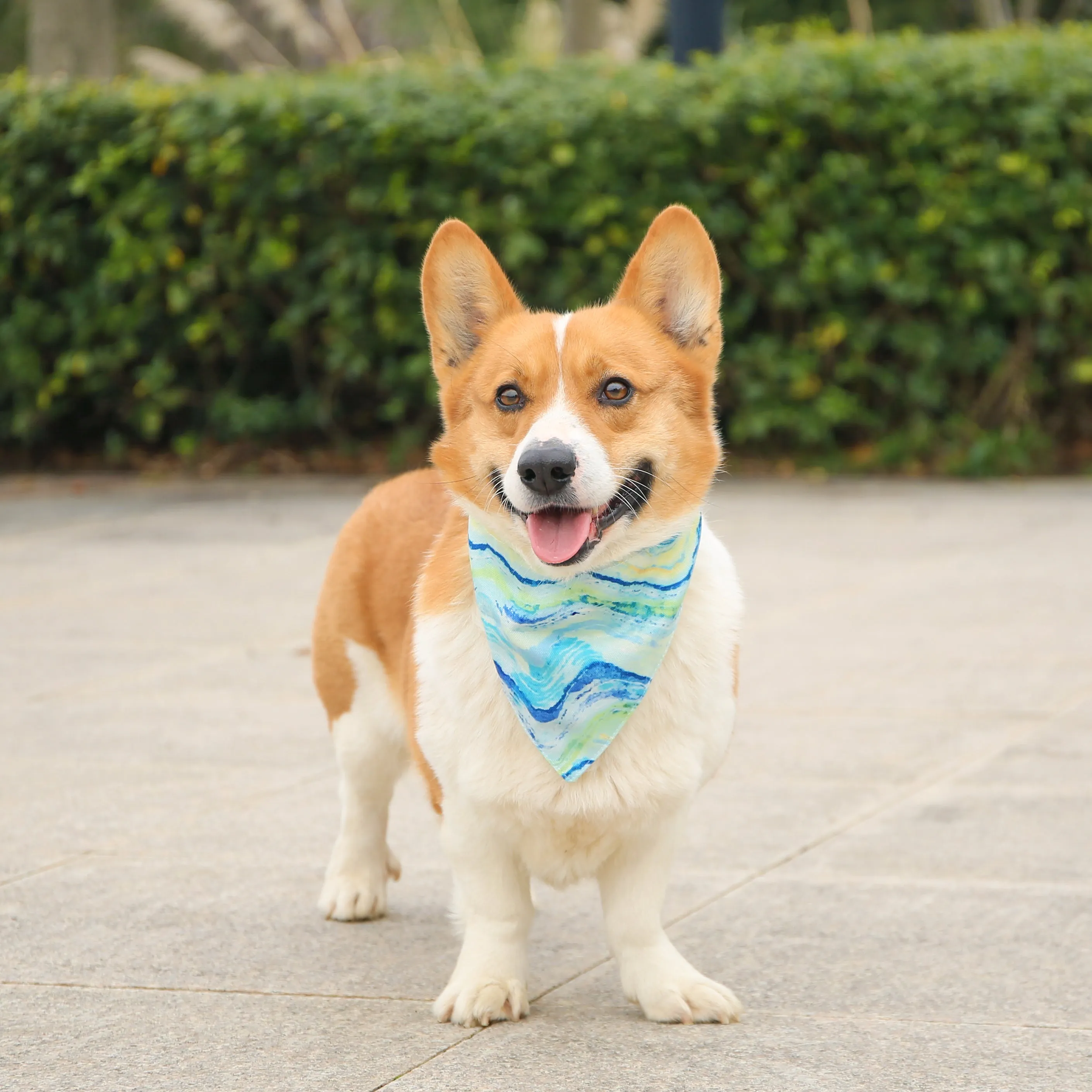 Wave Dog Collar Bandana